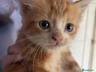 Mixed Breed cats Beautiful ginger boys - Advert 1