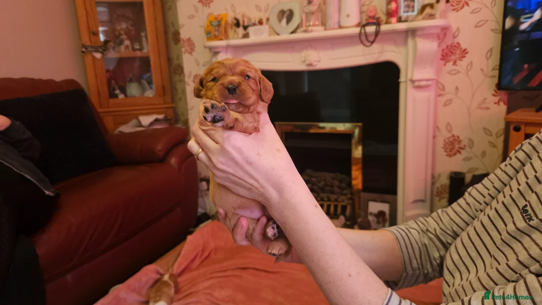 Cavalier King Charles Spaniel dogs for sale: Cavalier king charles spaniel pups for sale in Hull - Advert 2