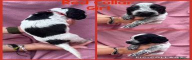 Cocker Spaniel Red Collar