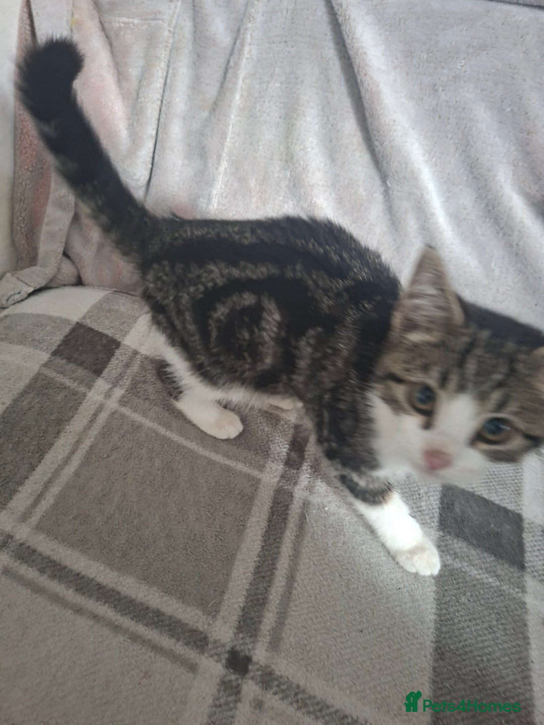 Domestic Shorthair cats for sale: Miss alice s - Advert 12