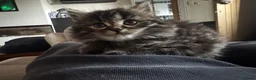 British Shorthair cats for sale: British short hair cross kittens  in Willenhall - Advert 3