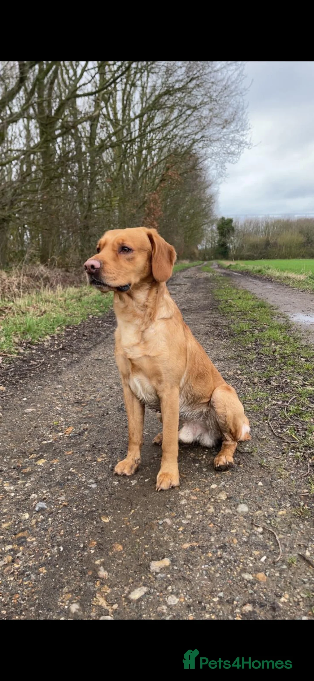 Cockerdor dogs for stud: Cockerdor Stud in Dereham - Advert 1