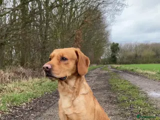 Cockerdor dogs Cockerdor Stud - Advert 6