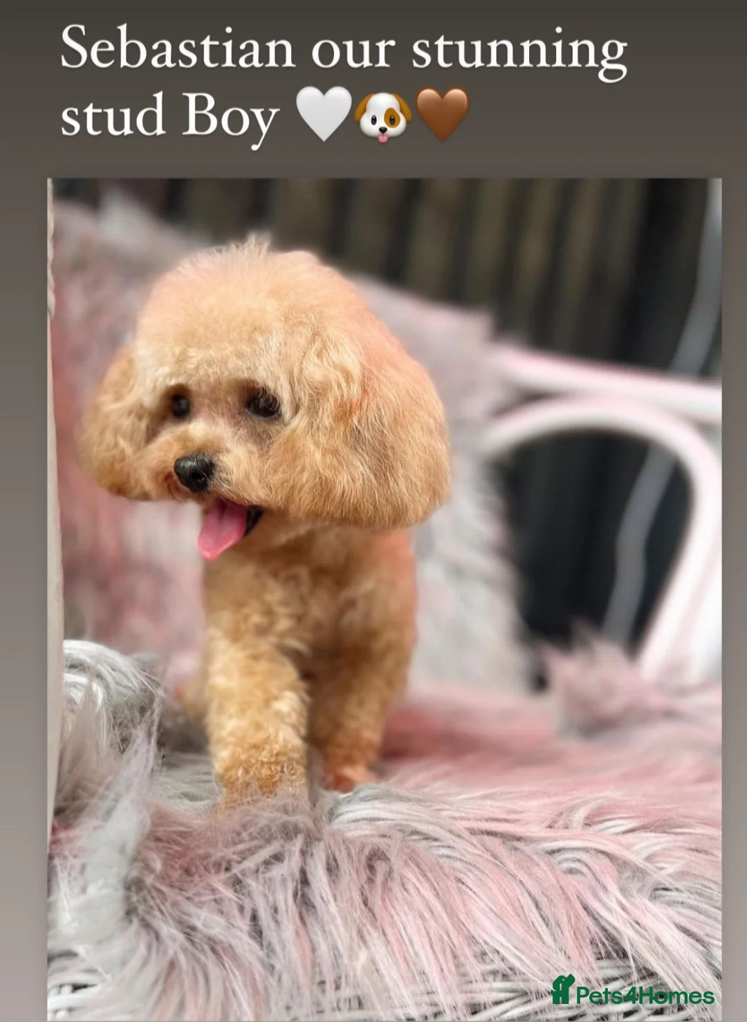 Maltipoo dogs for sale: F1🎀Maltipoo 🎀Luxury rare🎀 KC parents - Advert 35