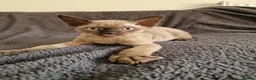Devon Rex cats for sale: Adorable Devon Rex Kittens 💕 - Advert 11