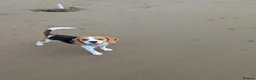 Beagle dogs for stud: Baxter - 2 Year Old Beagle for Stud - Advert 14