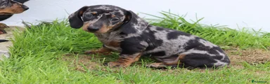 Miniature Dachshund 3