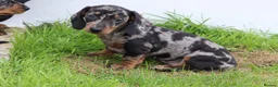 Dachshund dogs for sale: Miniature Dachshund puppies for sale - Advert 15