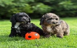 Cavapoo dogs for sale: Beautiful cavapoochon puppies - Image 8