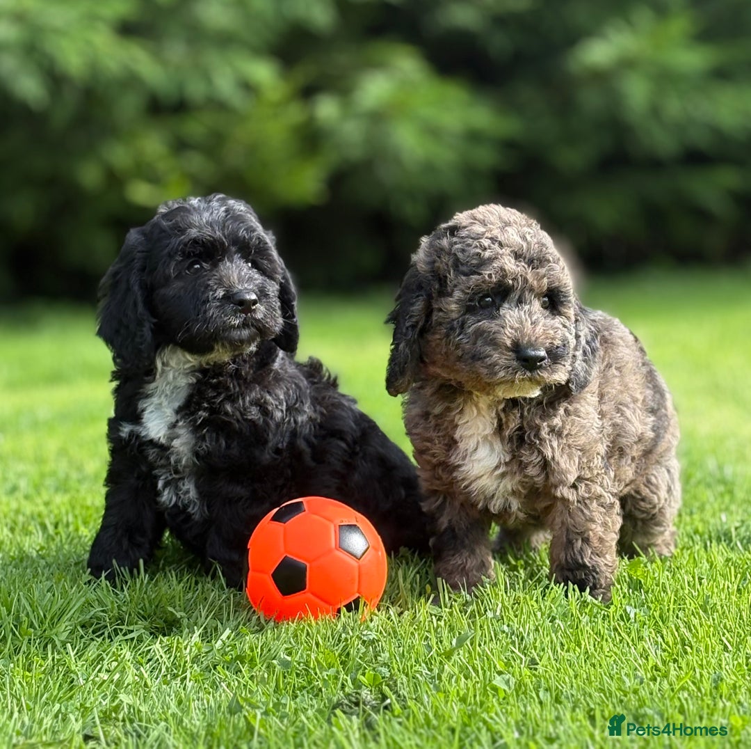 Cavapoo dogs for sale: Beautiful cavapoochon puppies - Image 8