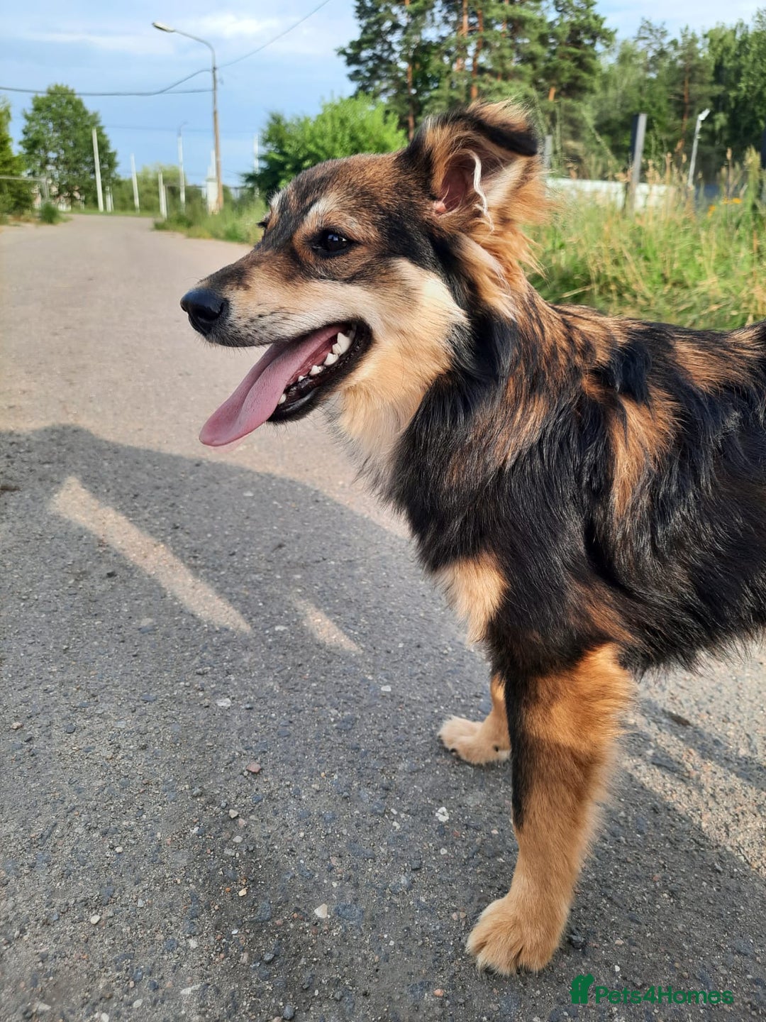 Mixed Breed dogs for adoption: 💖🐶 TINA 🐶💖 - Image 4