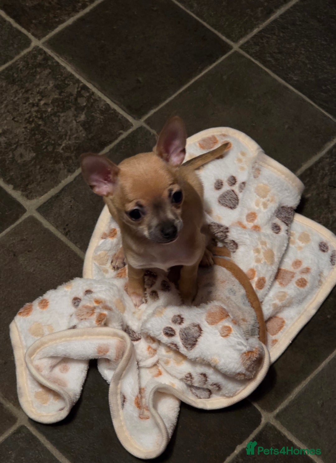 Chihuahua dogs for sale: Toy Chihauhau,1 cute girl left - Advert 4