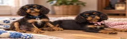 Cavalier King Charles Spaniel dogs for sale: Beautiful litter of cavalier pups ready now 💕 - Advert 3