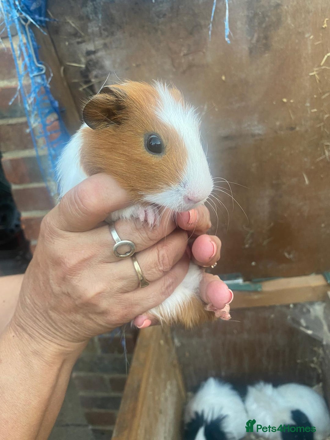 Guinea Pig rodents for sale: Baby guinea pigs - Image 5