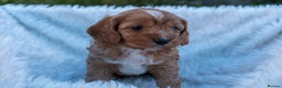 Cavapoo dogs for sale: Beautiful litter of F1 Cavapoo puppies! - Advert 3