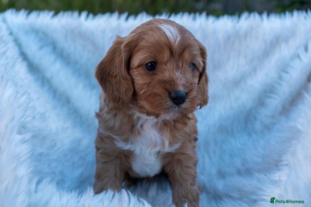 Cavapoo dogs for sale: Beautiful litter of F1 Cavapoo puppies! - Advert 3
