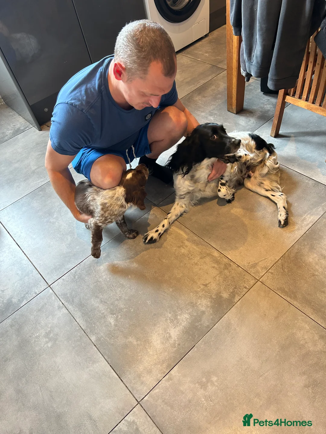 Sprocker dogs for sale: 1 male chocolate roan ready to leave  - Advert 2