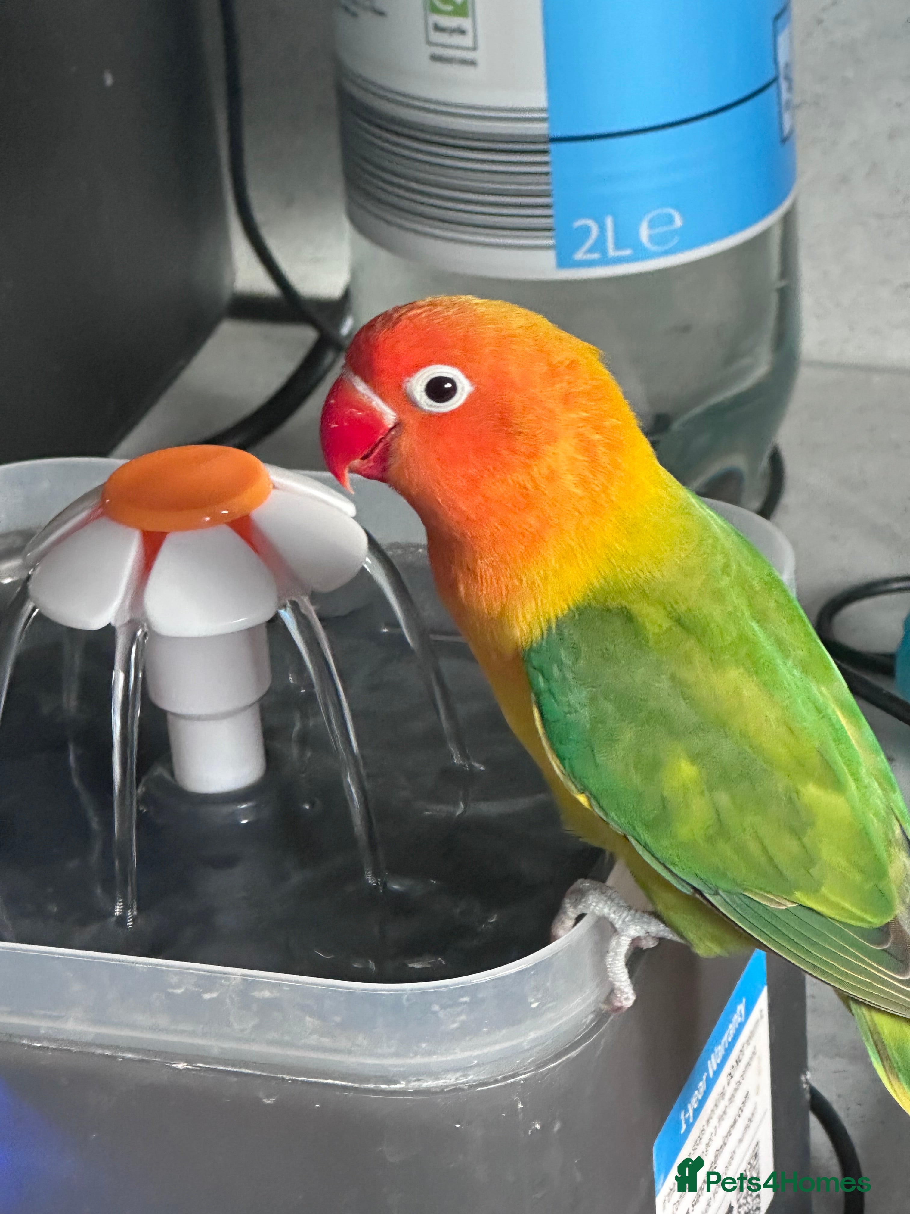 Lovebirds birds Pair of Beautiful breeding Lovebirds  - Advert 1