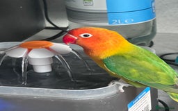 Lovebirds birds for sale: Pair of Beautiful breeding Lovebirds  - Image 1