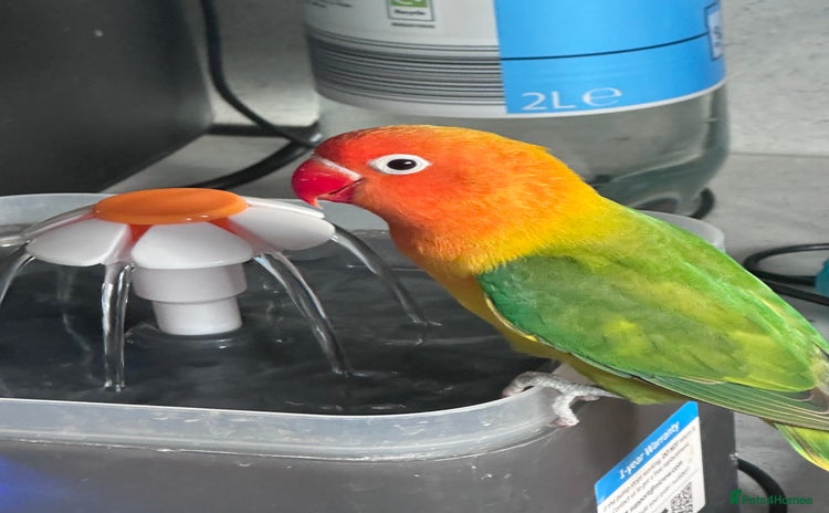 Lovebirds birds - Advert 1