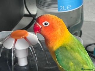 Lovebirds birds - Advert 17