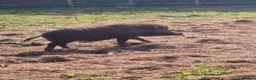 Pig livestock for sale: Young male pig , juliana , micro pig - Advert 5