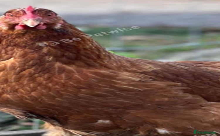 Chickens poultry - Advert 1