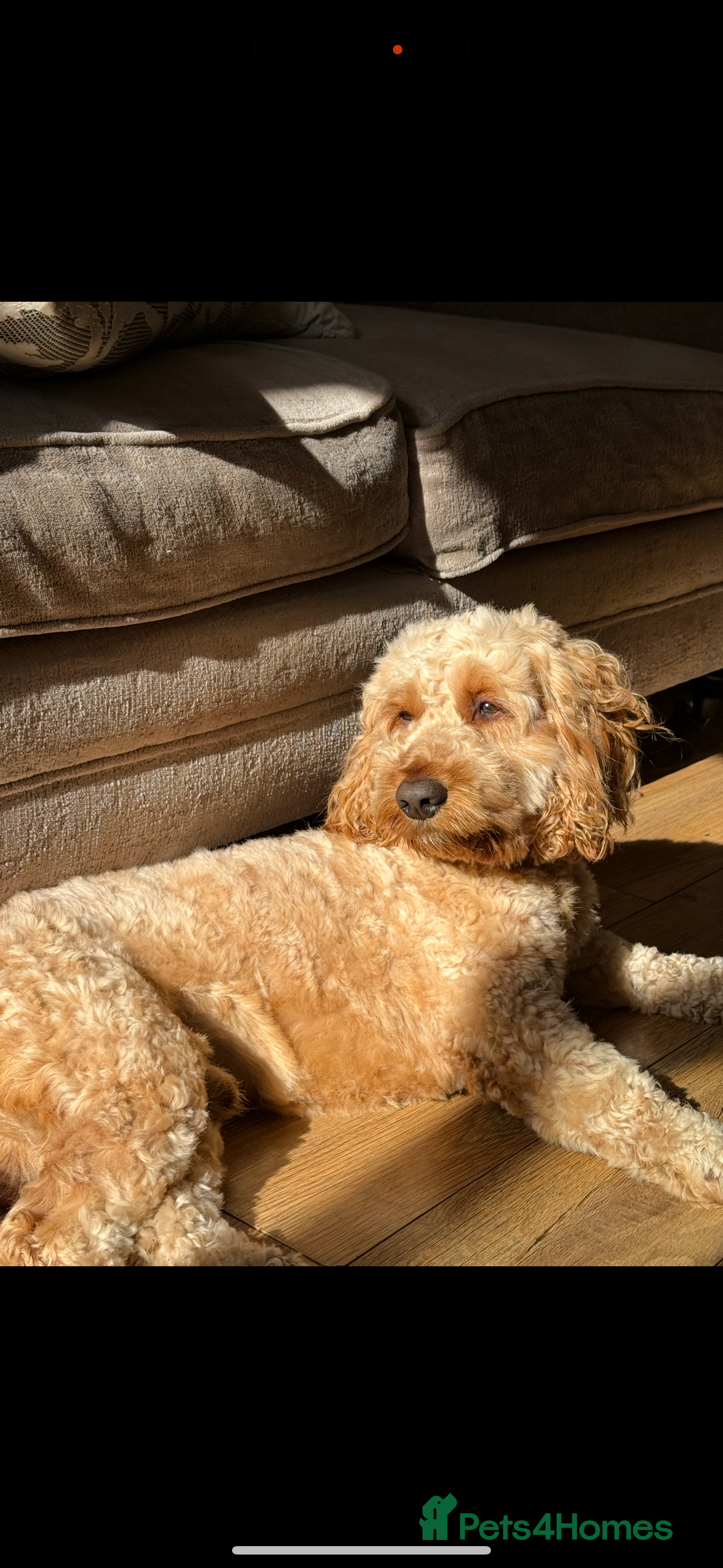 Cockapoo dogs Outgoing Male Cockapoo for Stud - Advert 2