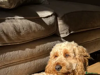 Cockapoo dogs Outgoing Male Cockapoo for Stud - Advert 2