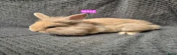 Lionhead rabbits for sale: Lionhead Bunnies - Advert 2