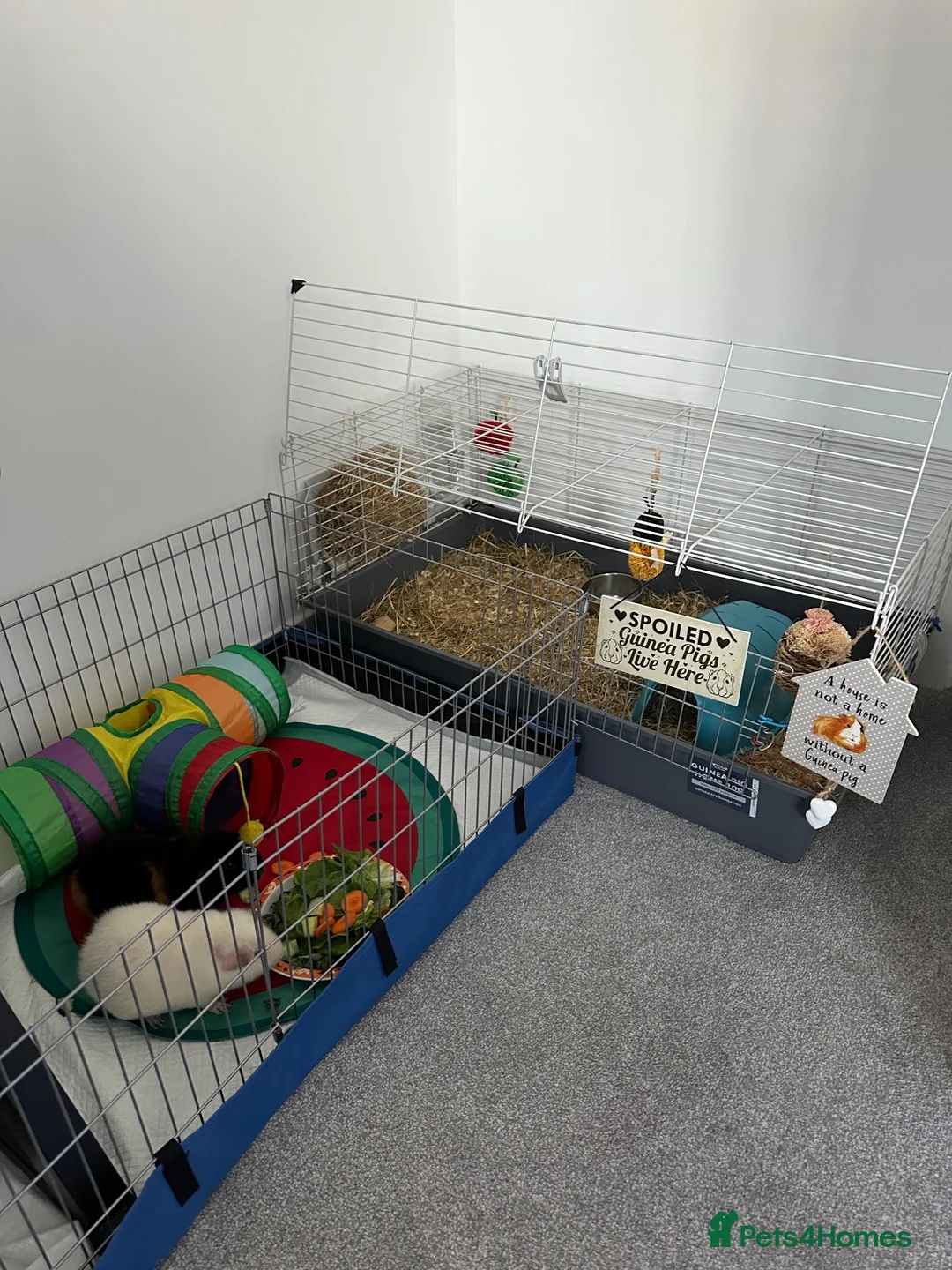 Guinea Pig rodents for sale: Two teddy guinea pigs (boar)  in Newport - Advert 5