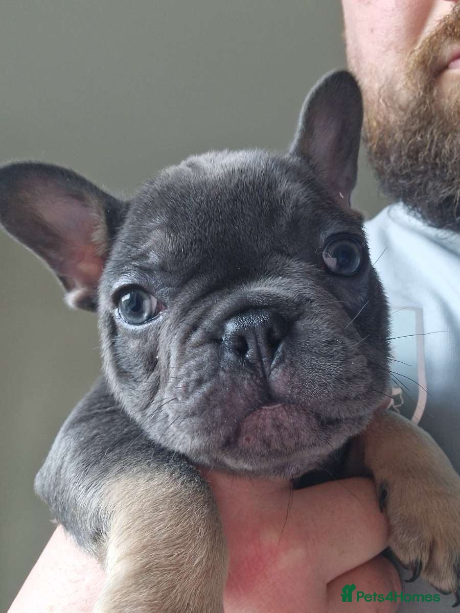 French Bulldog dogs French bulldog puppies for sale  - Advert 10