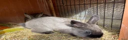 Mini Lop rabbits for sale: Dwarf chocolate blue and agouti rabbits  - Advert 3