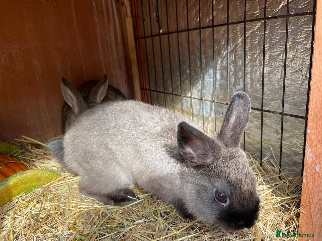 Mini Lop rabbits for sale: Dwarf chocolate blue and agouti rabbits  - Advert 3
