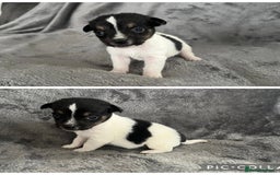 Jack Russell dogs for sale: 7 jack Russel puppies  - Image 4
