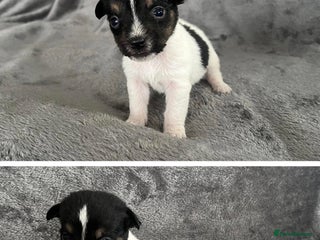 Jack Russell dogs 7 jack Russel puppies - Advert 3