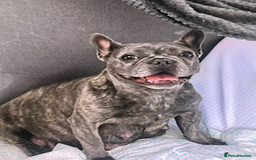French Bulldog dogs for sale: 3 FRENCHIE MALE PUPS LEFT - Advert 2