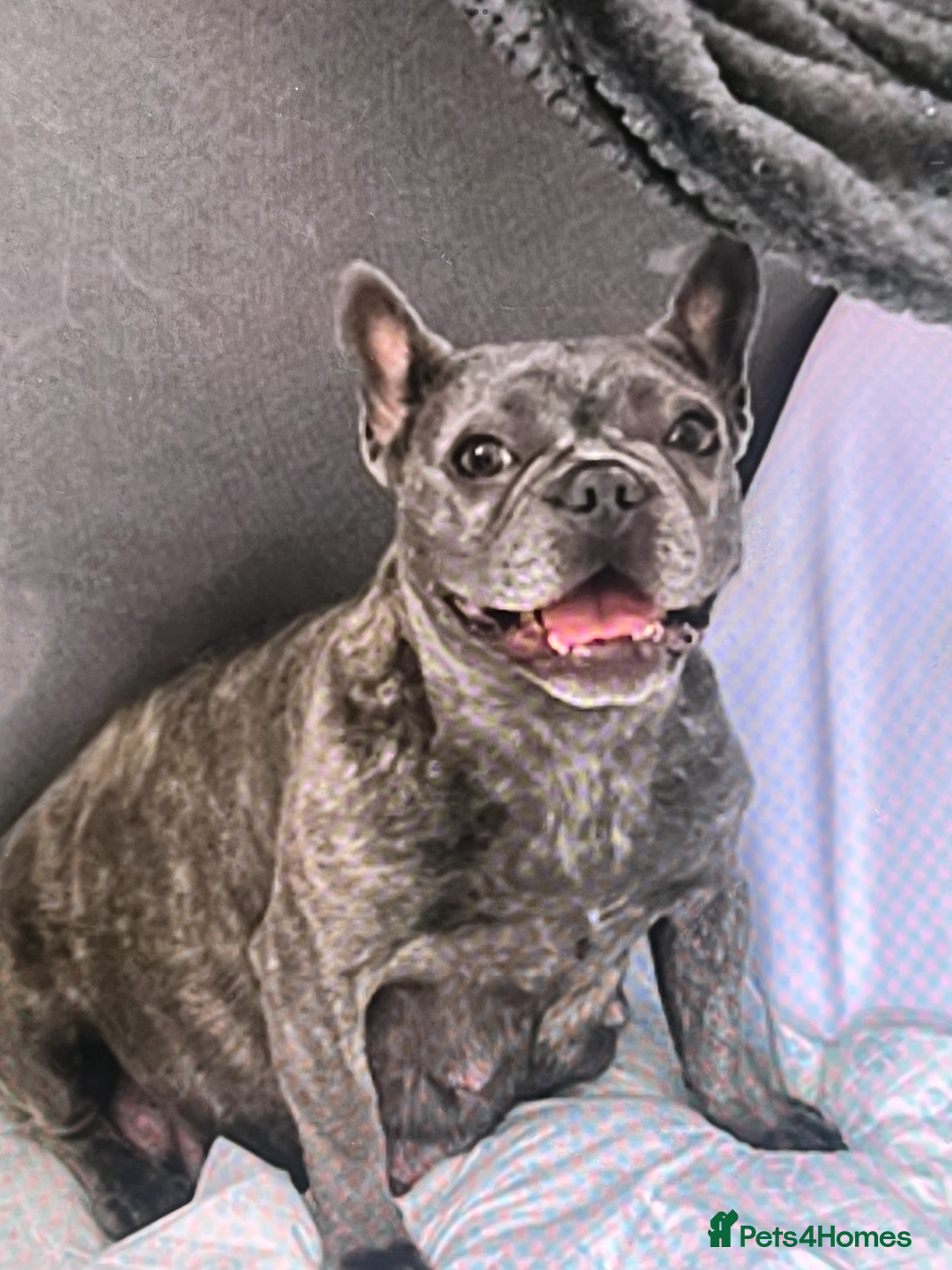 French Bulldog dogs for sale: 3 FRENCHIE MALE PUPS LEFT - Advert 2