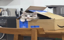 Munchkin cats for sale: ⭐️⭐️-3x TICA Munchkins - Super Short Legs-⭐️⭐️  - Image 7