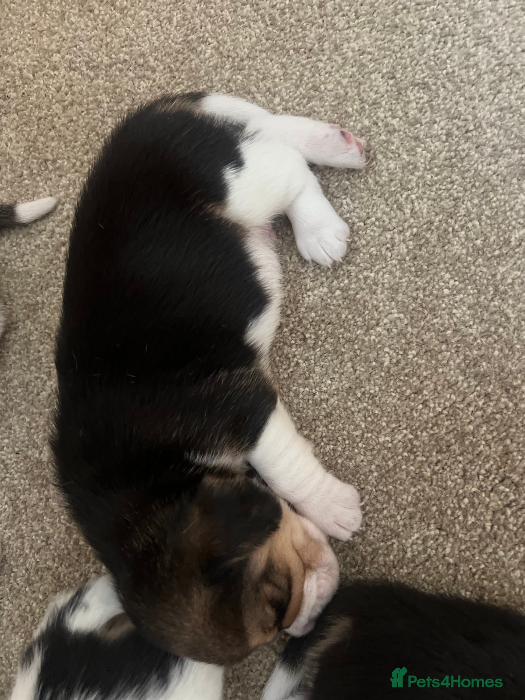 Beagle dogs for sale: KC reg,,, Charterwood//dyalyn  beagles - Image 10