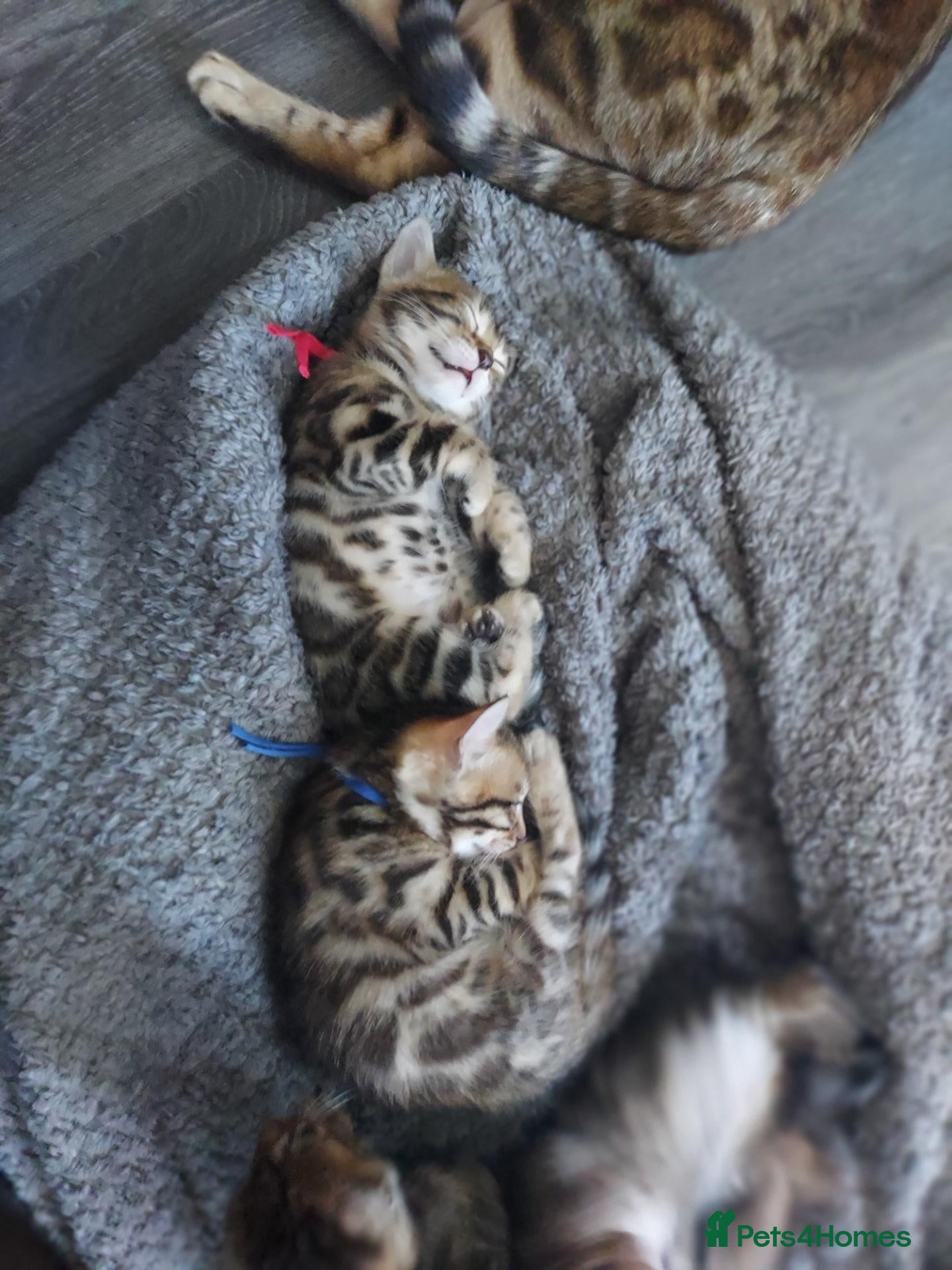 Bengal cats for sale: Pedigree Brown Rosetted Bengal Kittens - Advert 2