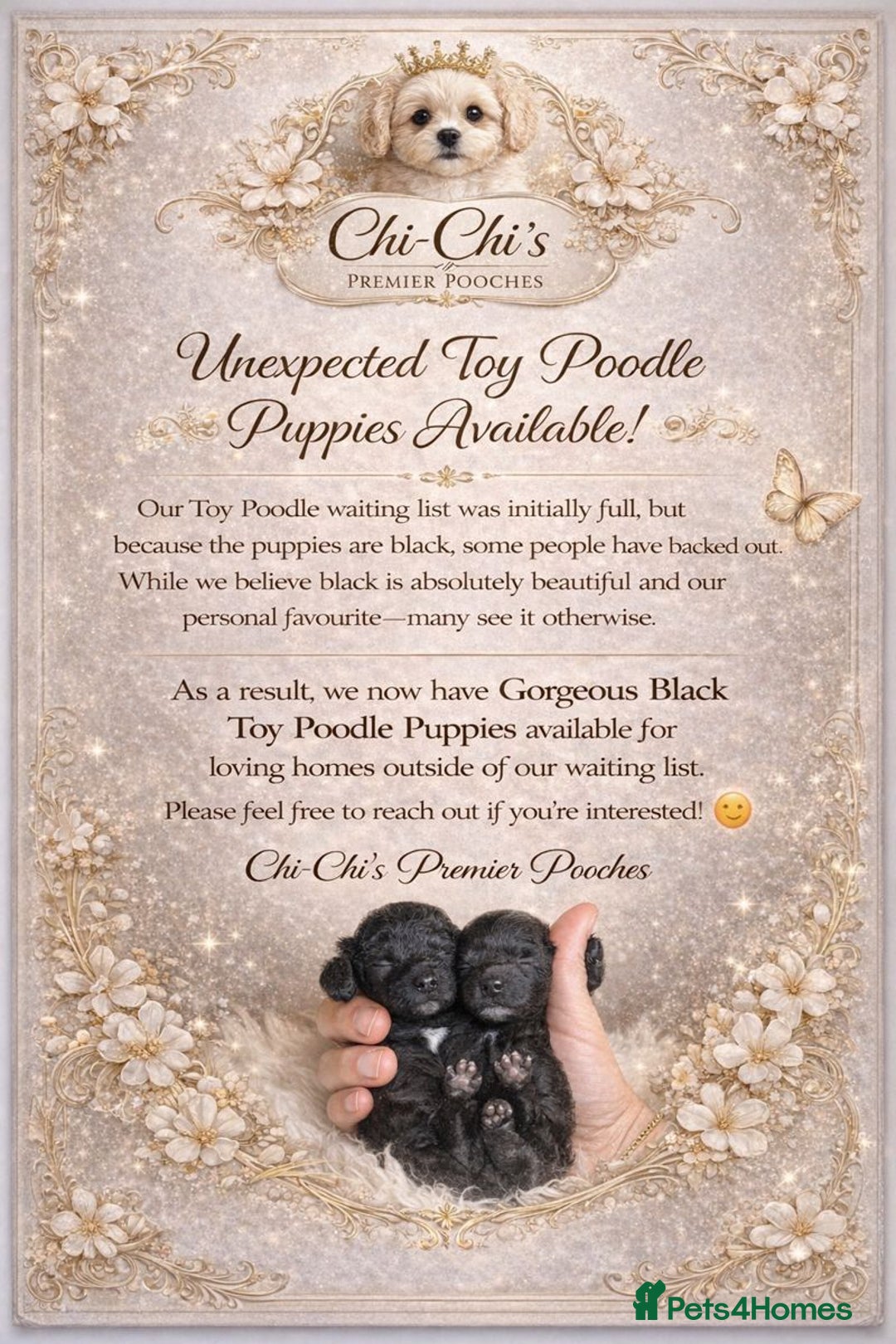 Toy Poodle dogs for sale: Beautiful toy poodle girl  - Advert 7