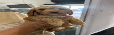 Cockapoo 7