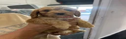 Cockapoo dogs for sale: F1b cockapoo prcd-pra clear  in Middlewich - Advert 2