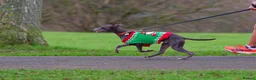 Whippet dogs for sale: Whippets  - Advert 11