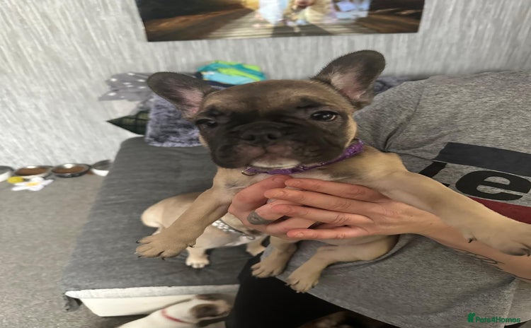 French Bulldog dogs - Advert 12