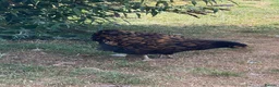 Chickens poultry for sale: Orpington Chickens For Sale in Looe - Advert 11