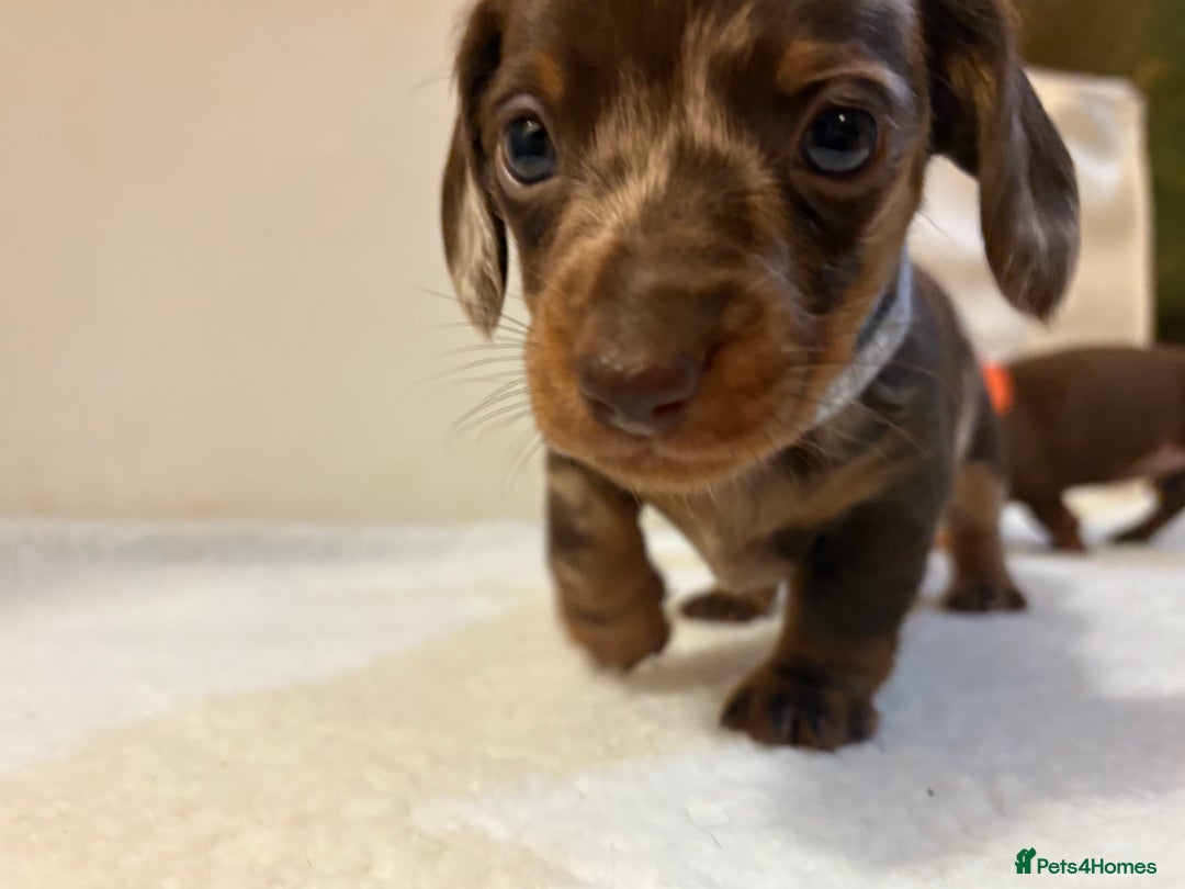 Miniature Dachshund dogs for sale: Miniature Dachshund puppies 🐶  - Image 11