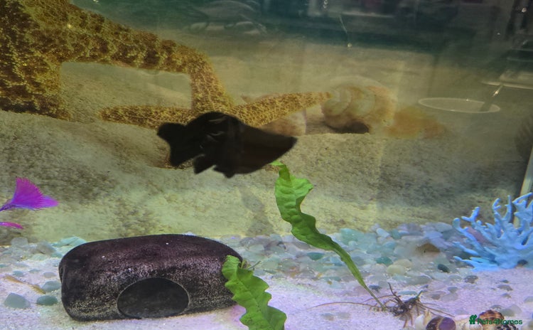 Mollies fish - Advert 1