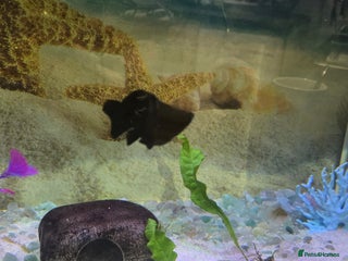 Mollies fish - Advert 12